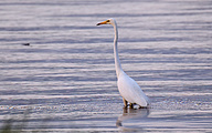 01 Great White Egret (Ardea alba)